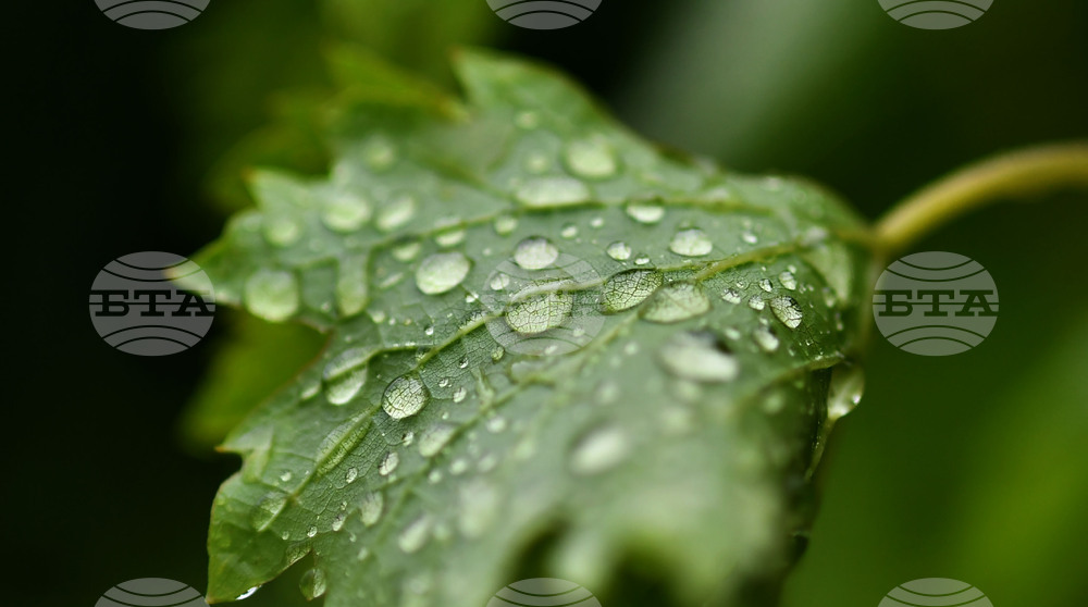 Село Свещари - дъждовно време