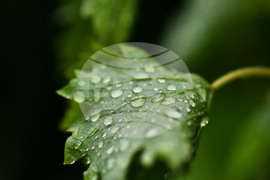 Село Свещари - дъждовно време
