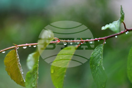 Село Свещари - дъждовно време