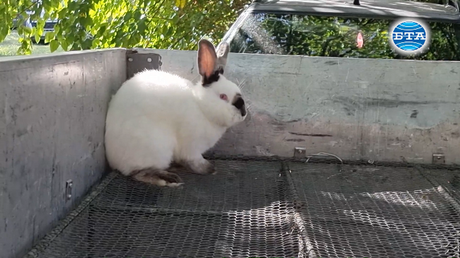 Над 550 елитни животни участваха в национално изложение край Сливен