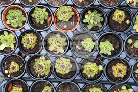 Гоце Делчев - оранжерия „Цветен град“ - проект