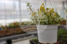 Гоце Делчев - оранжерия „Цветен град“ - проект