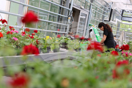 Гоце Делчев - оранжерия „Цветен град“ - проект