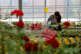 Гоце Делчев - оранжерия „Цветен град“ - проект