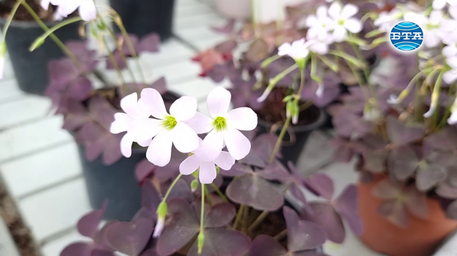 Социално предприятие, създадено по проект, прави Гоце Делчев по-зелена и красива община