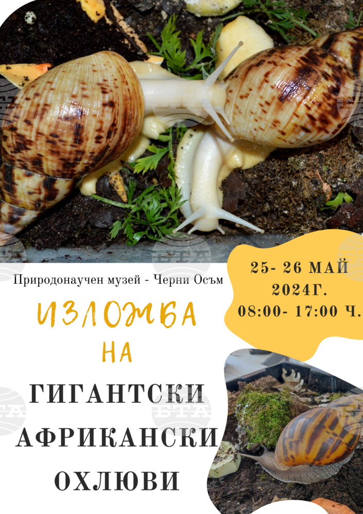 Изложба с гигантски африкански охлюви ще гостува в Природонаучния музей в Черни Осъм на 25 и 26 май