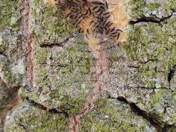 Снимка: Северноцентрално държавно предприятие ДП - Габрово