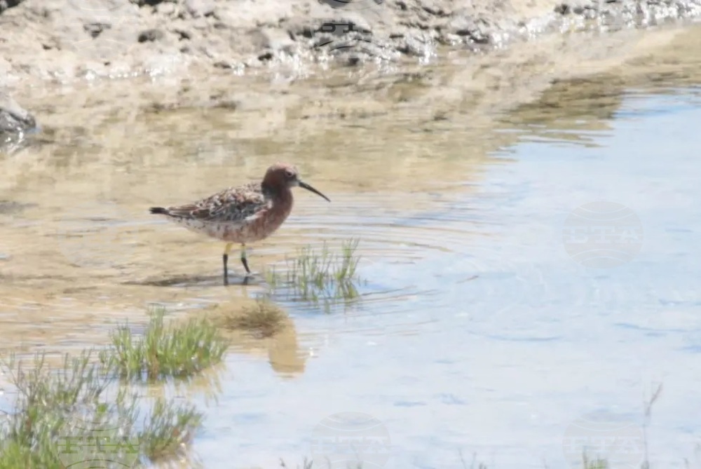 Bird Ringed in Africa Spotted in Bulgaria at Northern Black Sea Coast