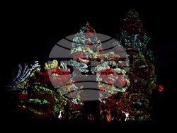 Фестивал на светлините LUNAR