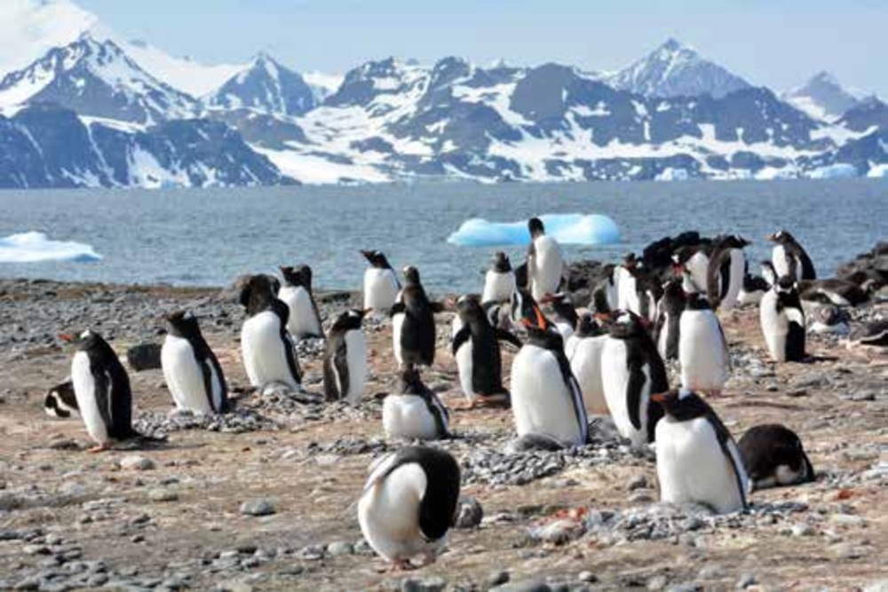 Penultimate Group of 31st National Antarctic Expedition to Depart on Wednesday