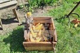 Село Царевец - Фестивал на добруджанския фолклор