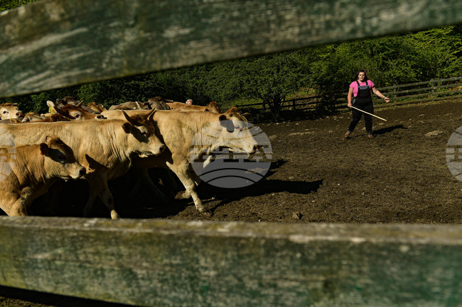 В Испания евтаназираха говеда заради нодуларен дерматит