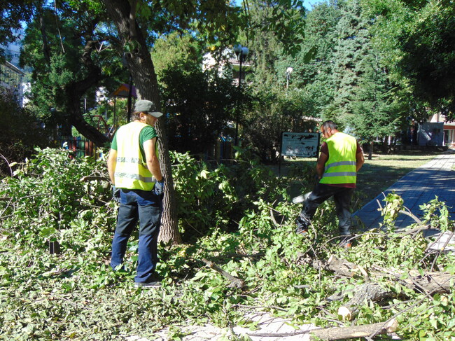 Разчистват паднали дървета и клони в Шумен