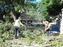 Разчистват паднали дървета и клони в Шумен