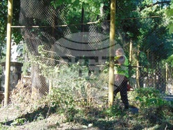 Разчистват паднали дървета и клони в Шумен