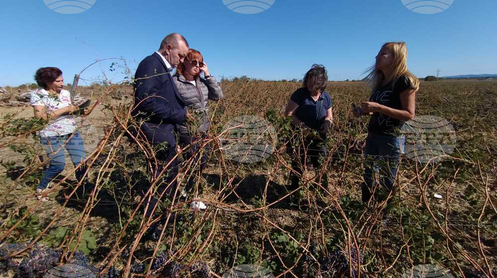 Saturday's Hurricane-force Winds Destroy 250 Ha of Vineyards near Seaside Town of Pomorie