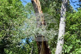 Гоце Делчев - парк - разчистване - буря