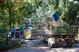 Гоце Делчев - парк - разчистване - буря