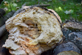 Гоце Делчев - парк - разчистване - буря