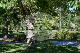 Гоце Делчев - парк - разчистване - буря