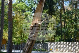 Гоце Делчев - парк - разчистване - буря