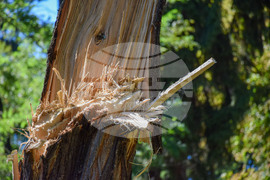 Гоце Делчев - парк - разчистване - буря