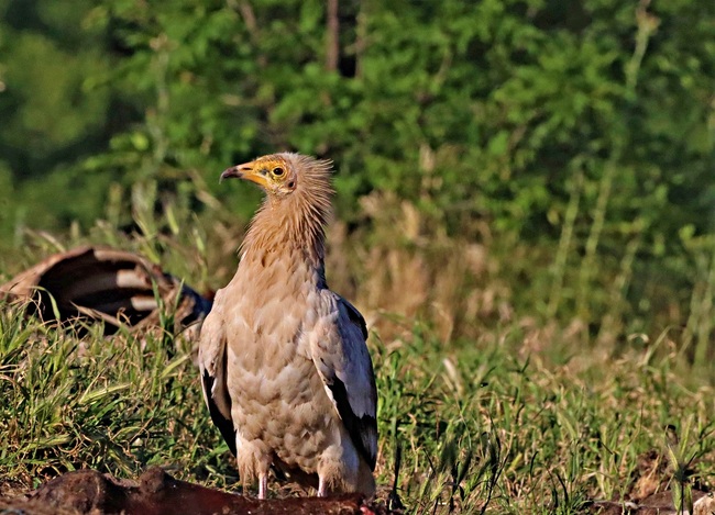 Мъртъв египетски лешояд е открит край крумовградското село Храстово, има данни за отравяне