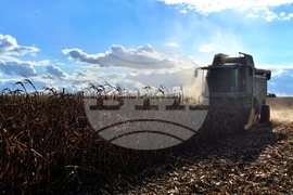 Село Богданци - прибиране на царевицата