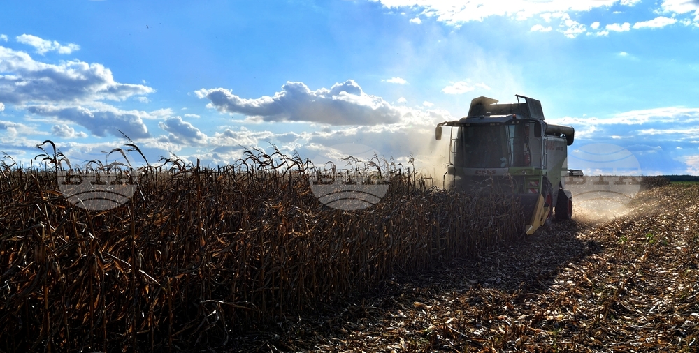 Село Богданци - прибиране на царевицата