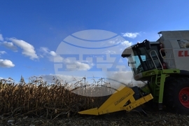 Село Богданци - прибиране на царевицата