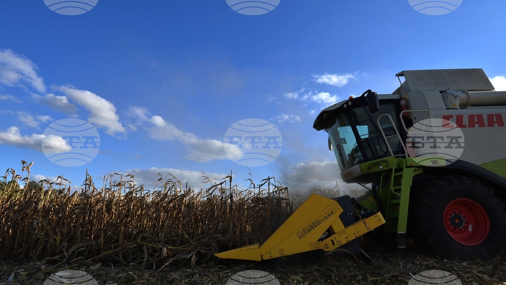 Село Богданци - прибиране на царевицата