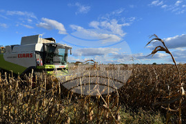 Село Богданци - прибиране на царевицата