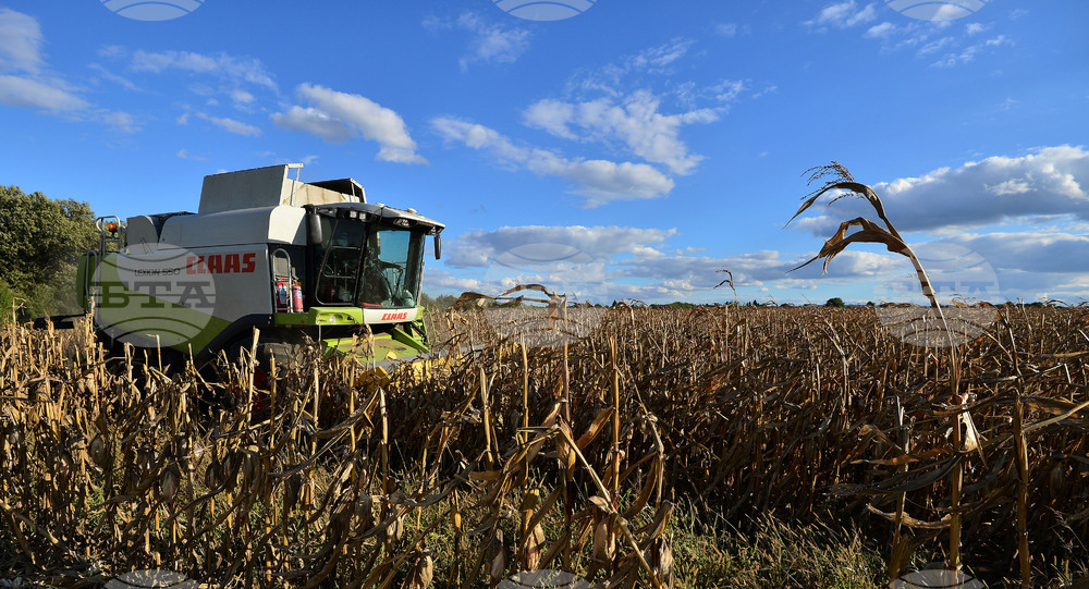 Село Богданци - прибиране на царевицата