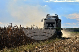 Село Богданци - прибиране на царевицата