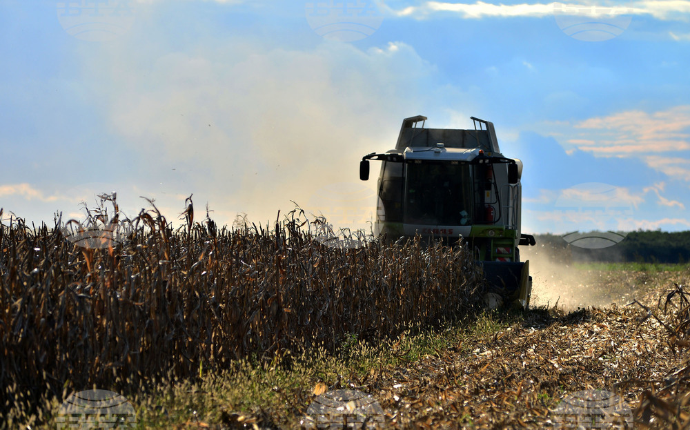 Село Богданци - прибиране на царевицата