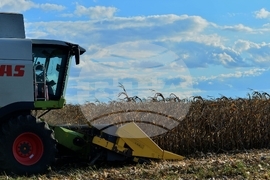 Село Богданци - прибиране на царевицата