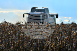 Село Богданци - прибиране на царевицата