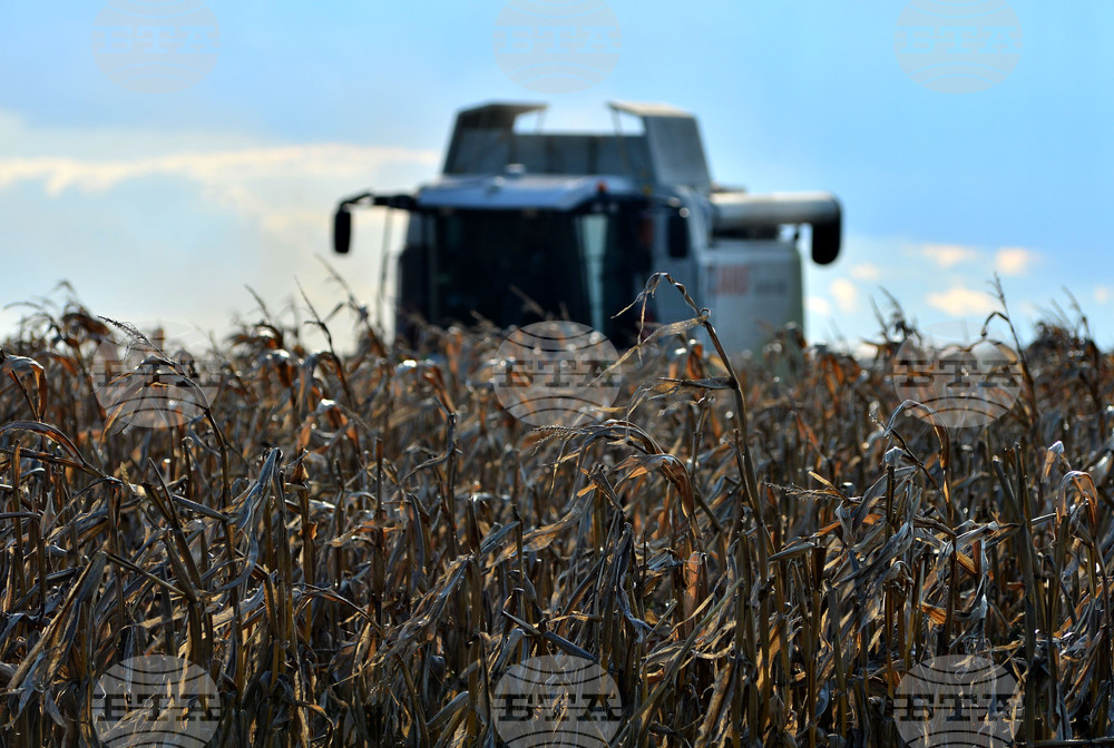 Село Богданци - прибиране на царевицата
