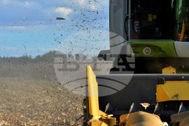 Село Богданци - прибиране на царевицата