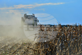 Село Богданци - прибиране на царевицата