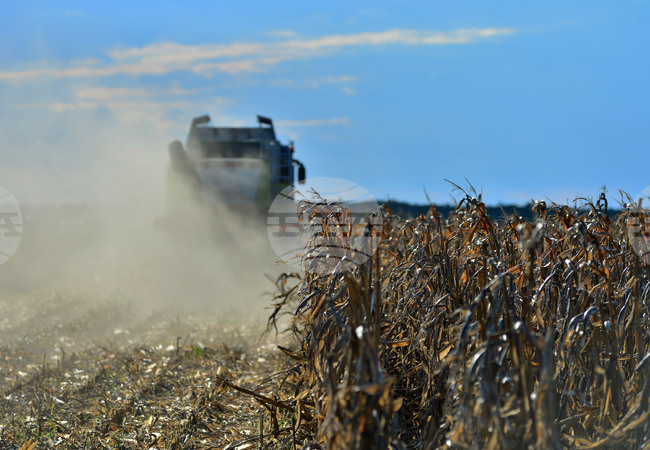 Село Богданци - прибиране на царевицата