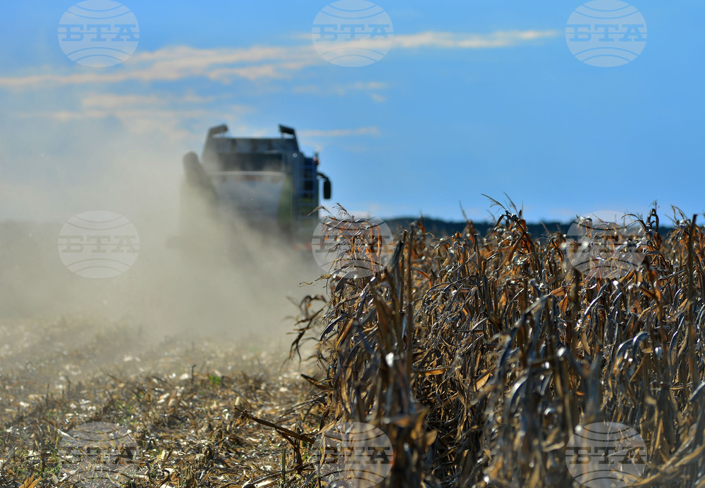Село Богданци - прибиране на царевицата
