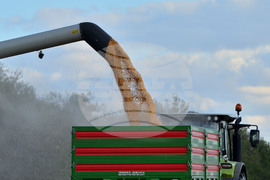 Село Богданци - прибиране на царевицата