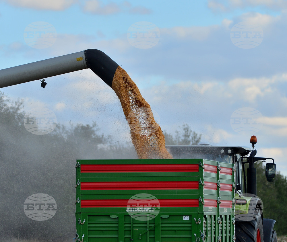 Село Богданци - прибиране на царевицата
