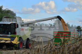 Село Богданци - прибиране на царевицата