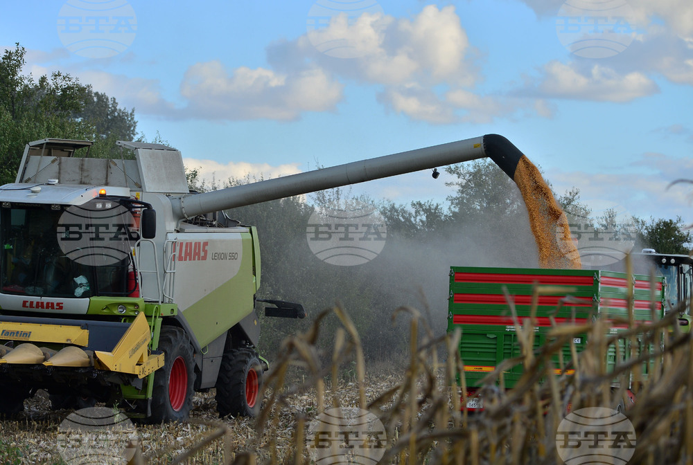 Село Богданци - прибиране на царевицата