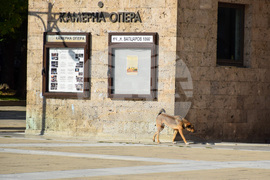 Благоевград - бездомно куче