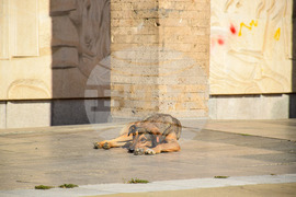 Благоевград - бездомно куче