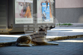 Благоевград - бездомно куче