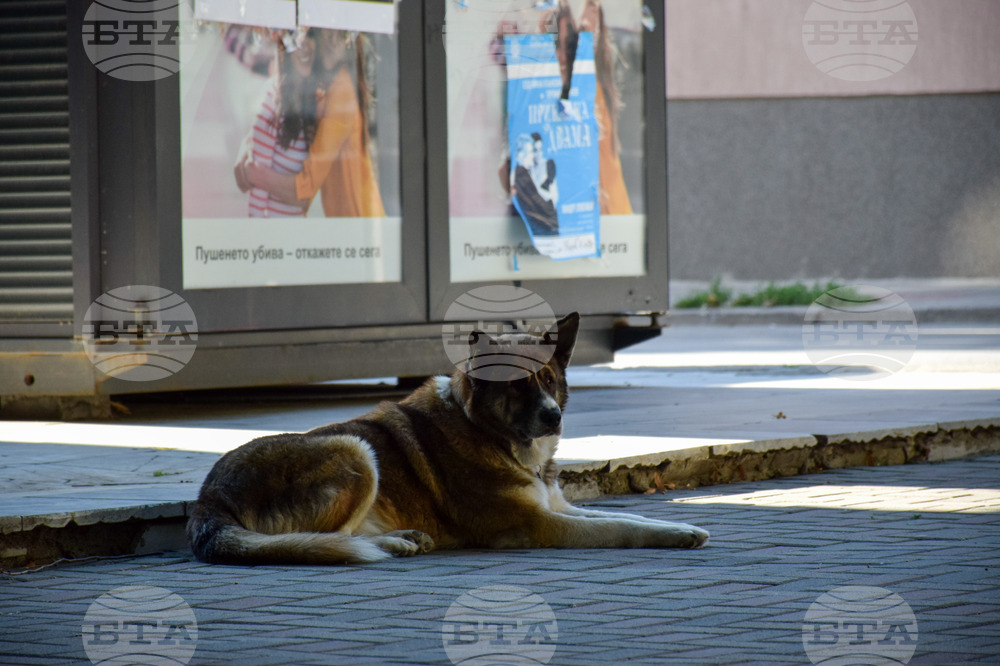 Благоевград - бездомно куче